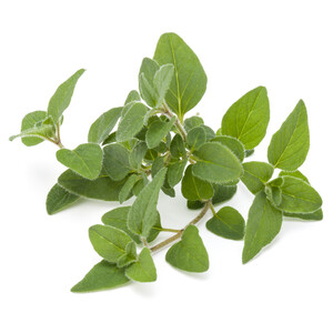Oregano