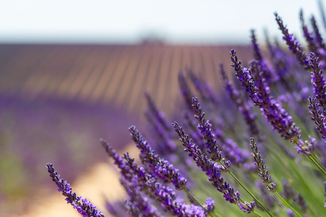 Lavendel Valensole