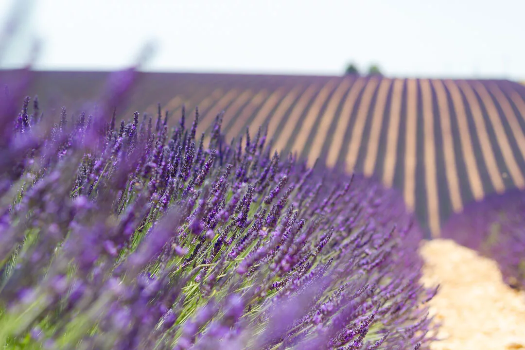 Lavendel Valensole