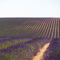 Roadtrip durch die Provence bis an die Côte d'Azur Lavendel Valensole