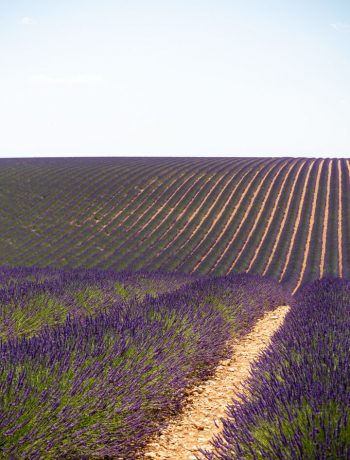 Lavendel Valensole