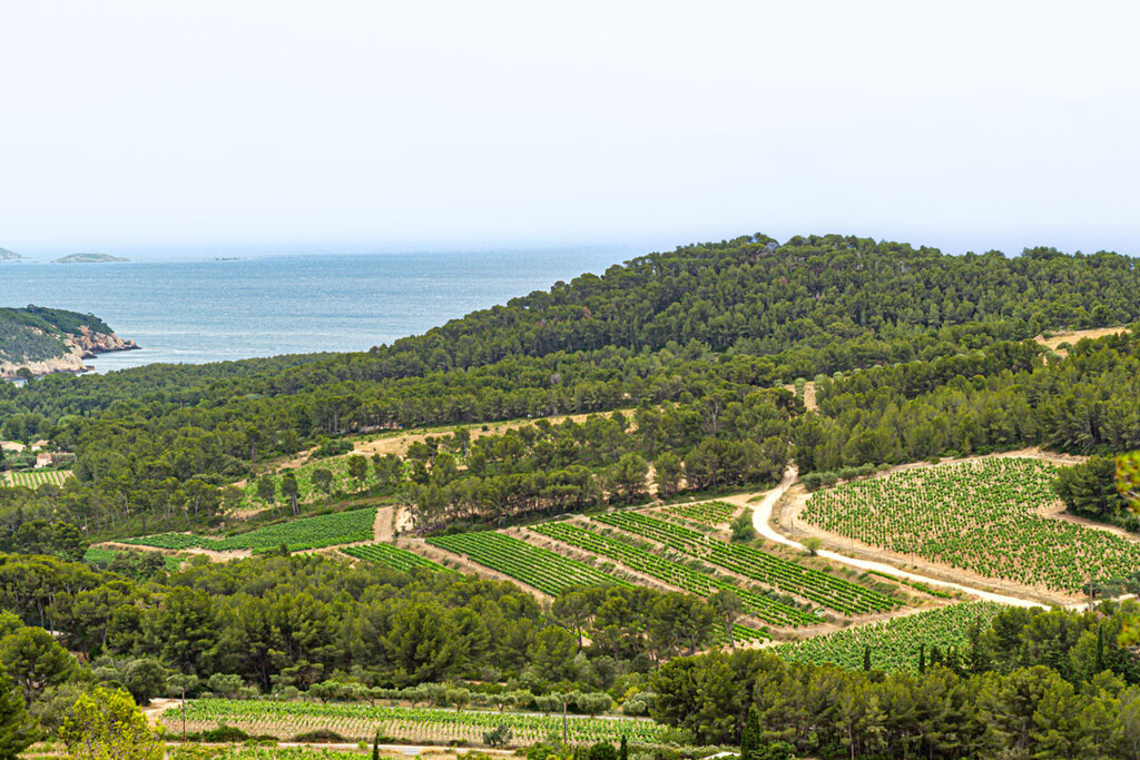 Blick über grüne Weinberge und bewaldete Hügel im Weinanbaugebiet Bandol in der Provence, mit der blauen Mittelmeerküste im Hintergrund.