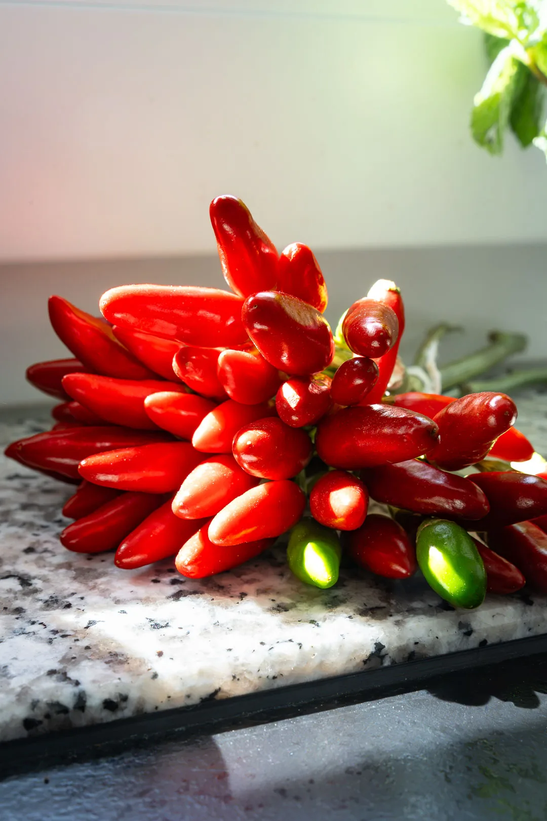 Gebündelte rote Chilis mit grünen Stielen und Küchengarn in der Draufsicht auf einem Holztisch.