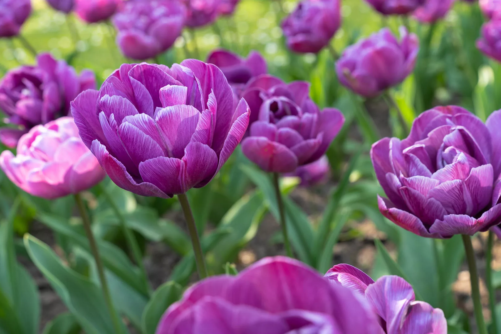 Giardini Botanici di Villa Taranto