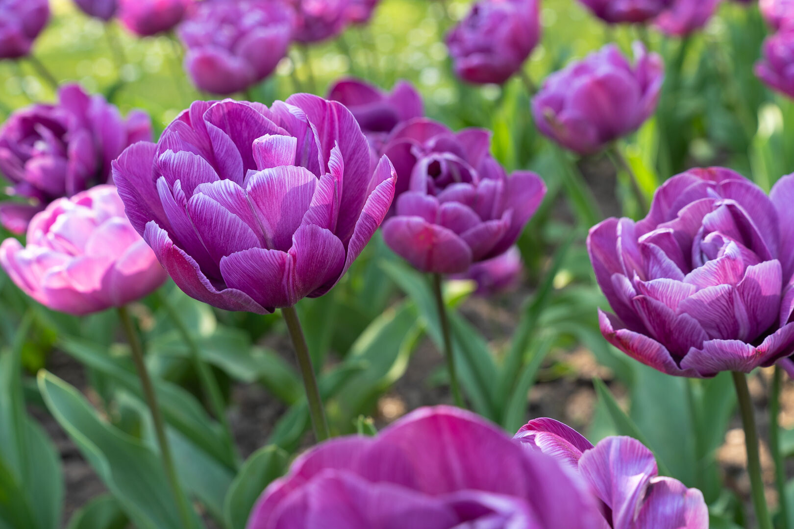 Giardini Botanici di Villa Taranto