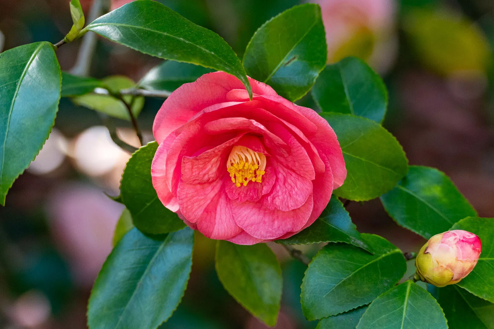 Giardini Botanici di Villa Taranto
