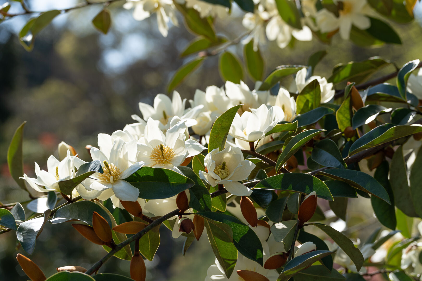 Giardini Botanici di Villa Taranto