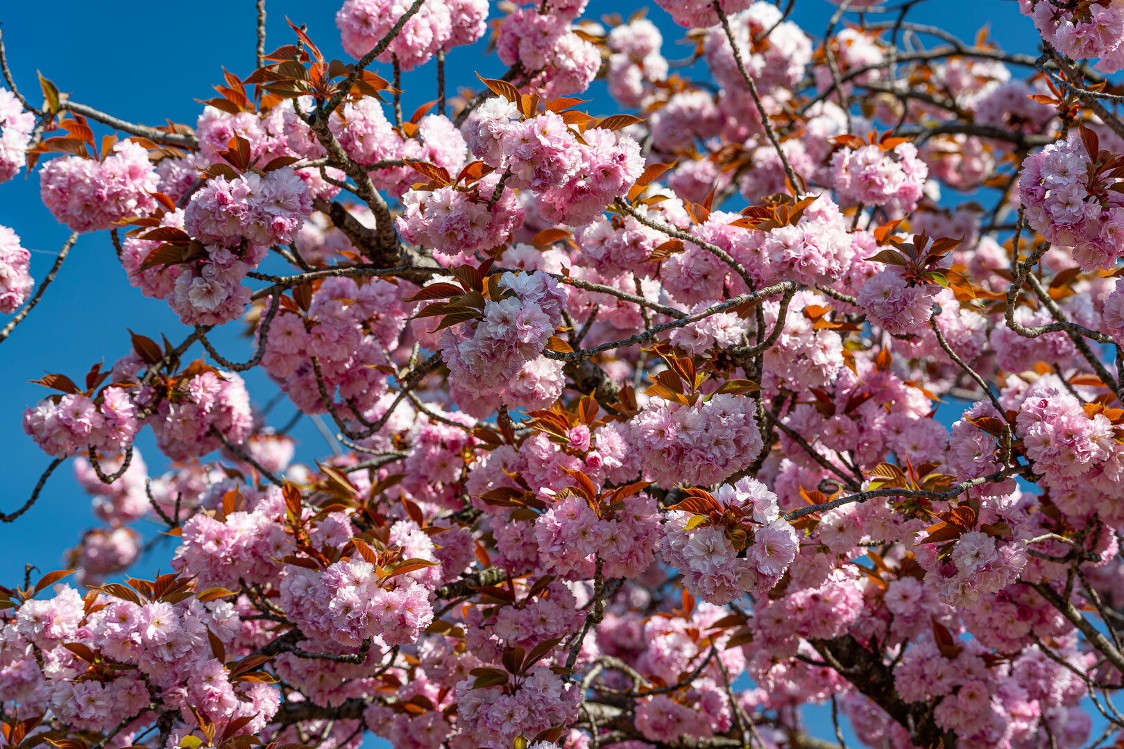 Giardini Botanici di Villa Taranto