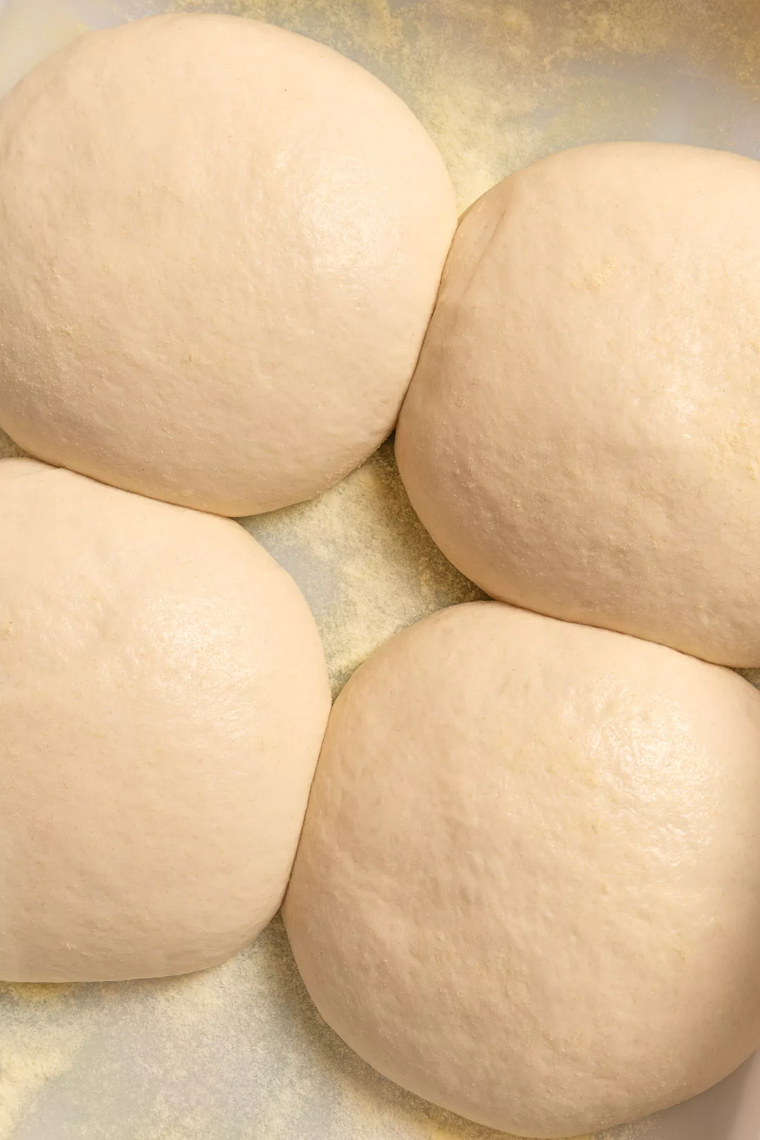 Nahaufnahme von vier perfekt geformten, hellen Pizzateigballen (Teiglinge) in einer Gärbox. Die Teigkugeln haben eine glatte, elastische Oberfläche und liegen auf einem feinen Bett aus gelbem Hartweizengrieß (Semola). Das Bild zeigt die gleichmäßige Struktur und die beginnende Gärung des neapolitanischen Pizzateigs aus der Vogelperspektive.