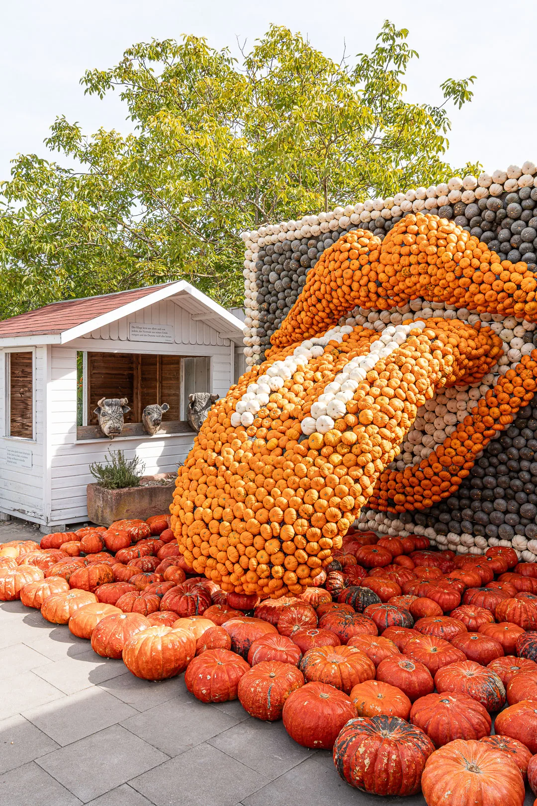 Rolling Stones Zunge aus Kürbissen als 3D-Skulptur, davor große rötliche Kürbisse auf dem Boden.